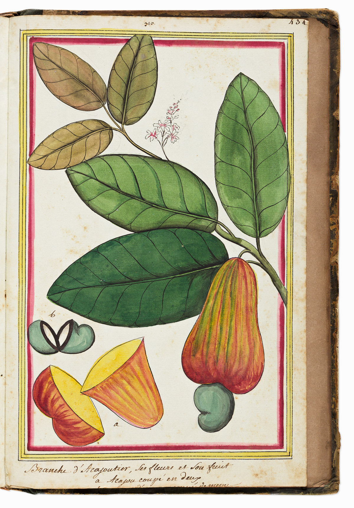 Costumes et Plantes de LHindoustan. Manuscript on Paper.